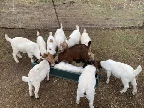 Boer goats for sale