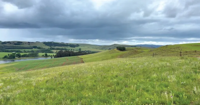 Tender opportunity: 752 HA Dairy Farm in Scenic KZN Midlands | Peter Maskell Auctions CC