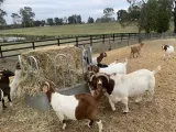 Boer goats for sale