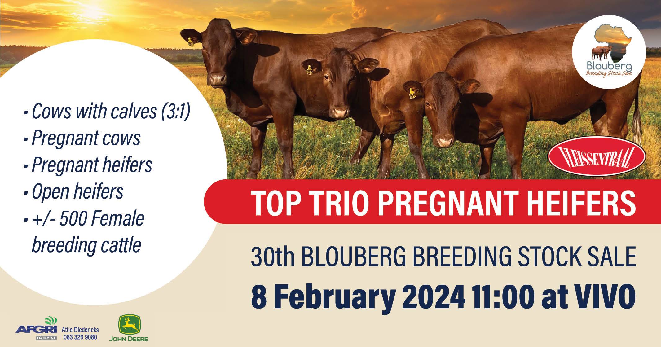 30th Blouberg breeding stock sale | 8 February 2024 | Vivo