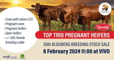 30th Blouberg breeding stock sale | 8 February 2024 | Vivo