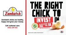 THE RIGHT CHICK TO INVEST IN | Zamhatch