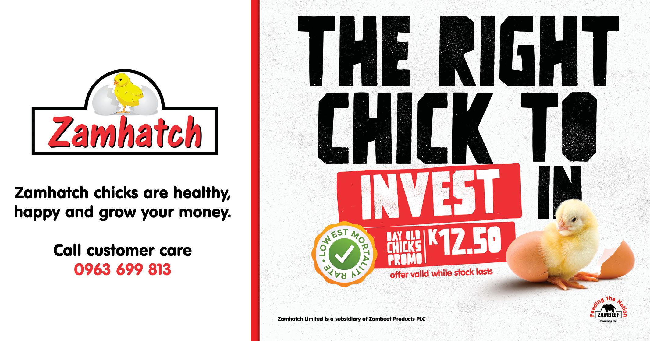 THE RIGHT CHICK TO INVEST IN | Zamhatch