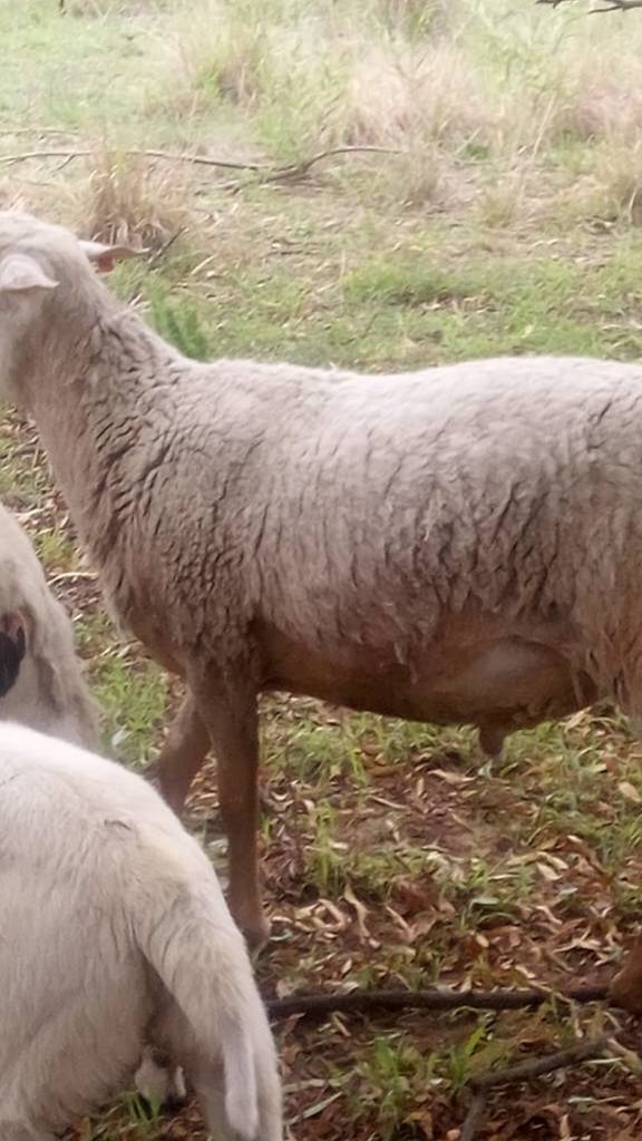 Meat Master Ram for sale