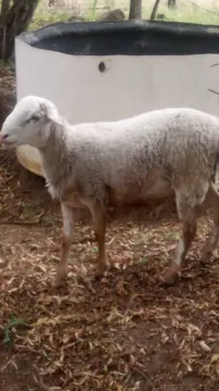 Meat Master Ram for sale