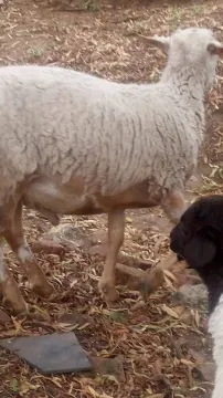 Meat Master Ram for sale