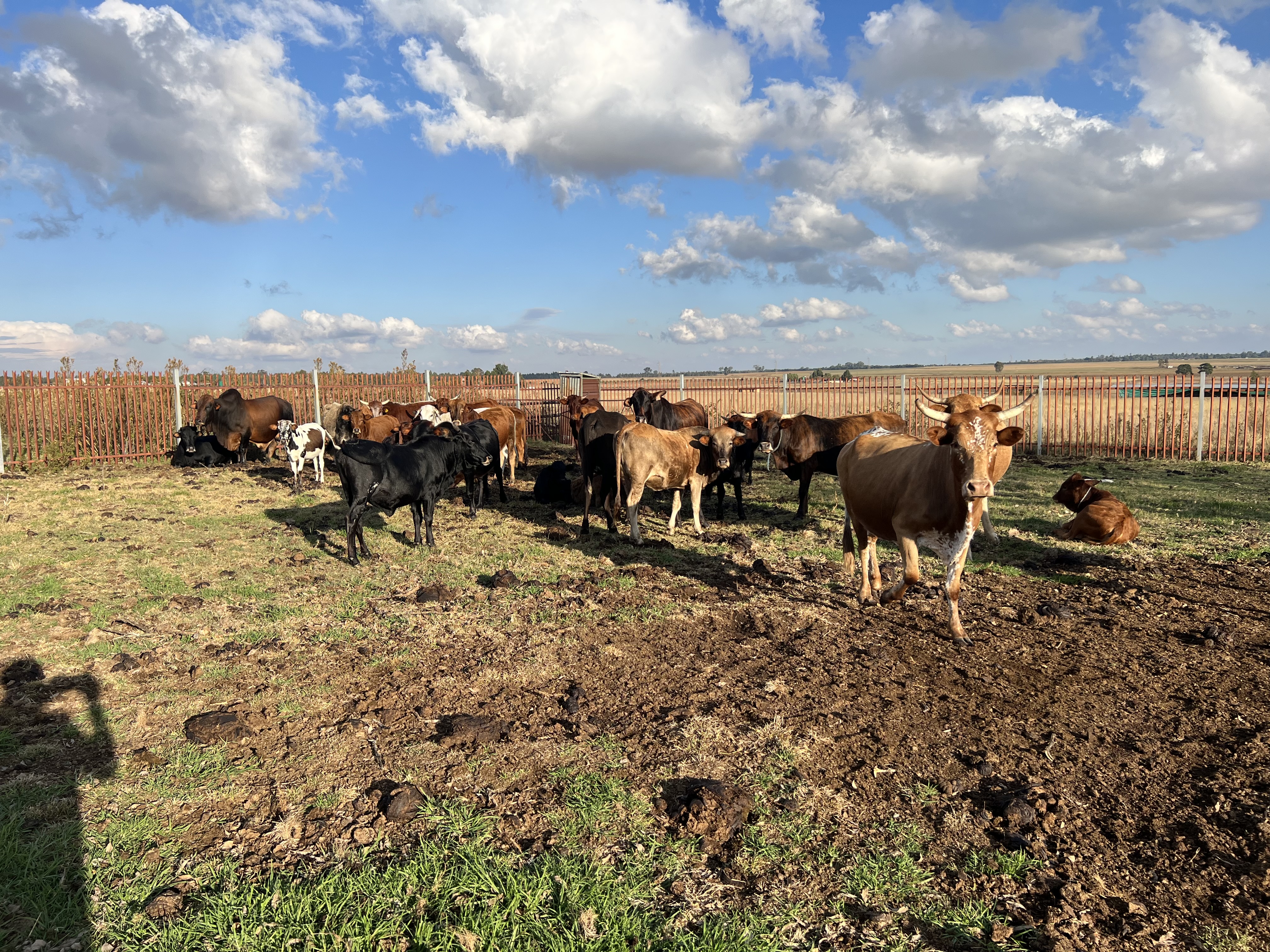 Cattle for sale Pretoria Cullinan