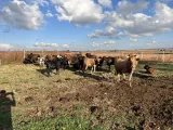 Cattle for sale Pretoria Cullinan
