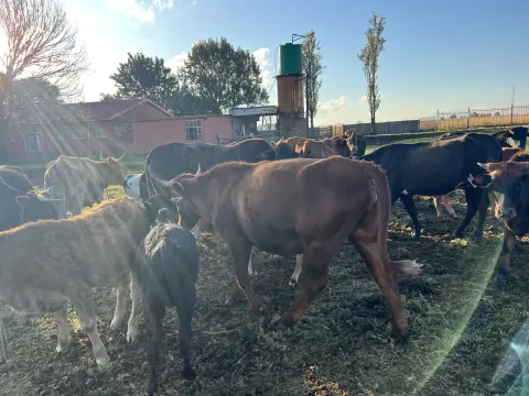 Cattle for sale Pretoria Cullinan