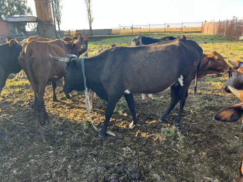 Cattle for sale Pretoria Cullinan