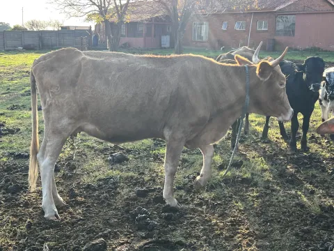 Cattle for sale Pretoria Cullinan