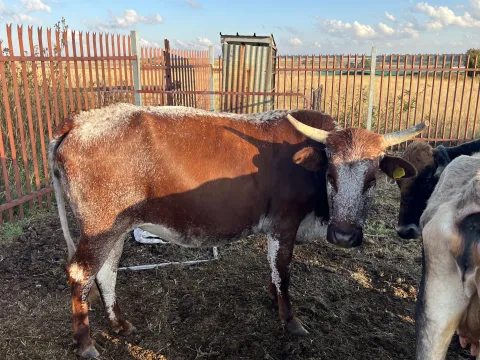 Cattle for sale Pretoria Cullinan