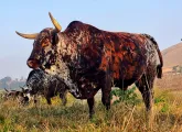 Nguni breeding stud bull