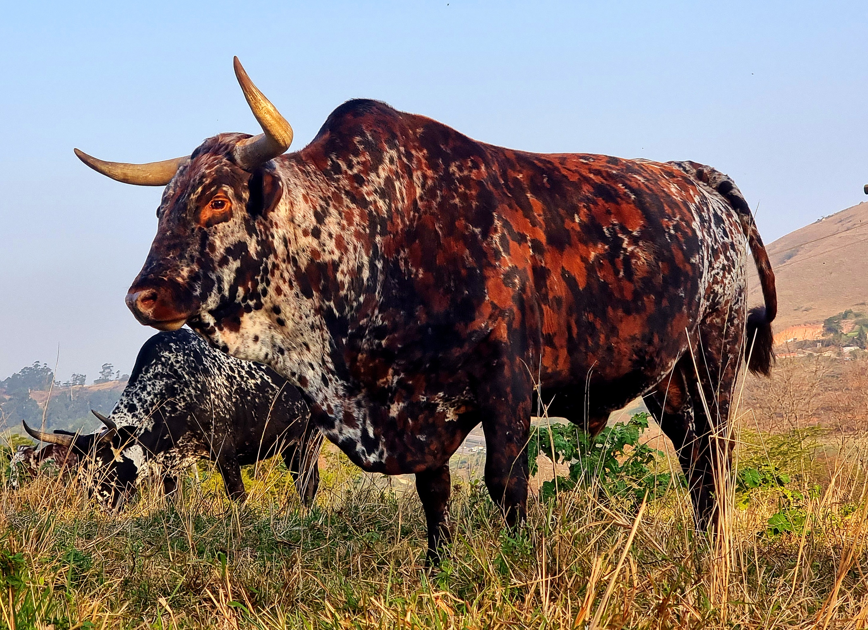 Nguni breeding stud bull
