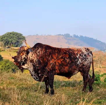 Nguni breeding stud bull