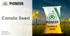 Pioneer Seed supplies maize, soybean, sunflower, and canola seed to commercial farmers in SA