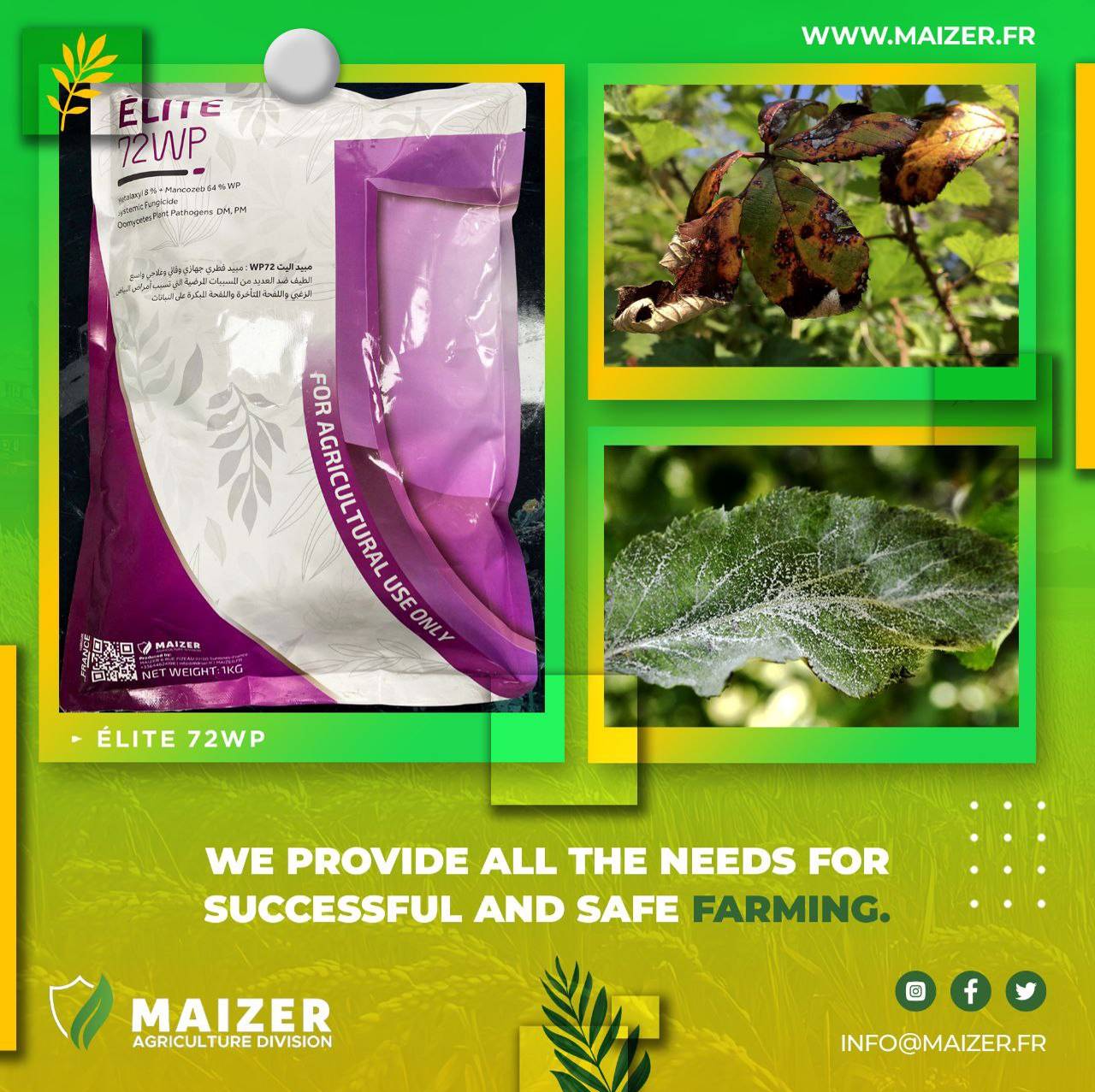 Your trusted fungicide supplier for high-quality production and crop protection | Maizer Agriculture