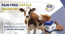 Revolutionising cattle branding pain free and ice cool with Dry Ice | Dry Ice 4 Farming