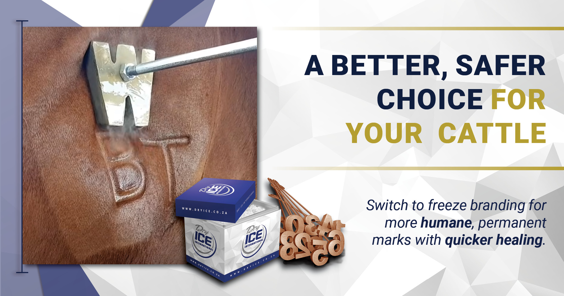 A better and safer choice for cattle branding with dry ice | Dry Ice 4 Farming