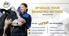 Upgrade your livestock branding with dry ice | Dry Ice 4 Farming