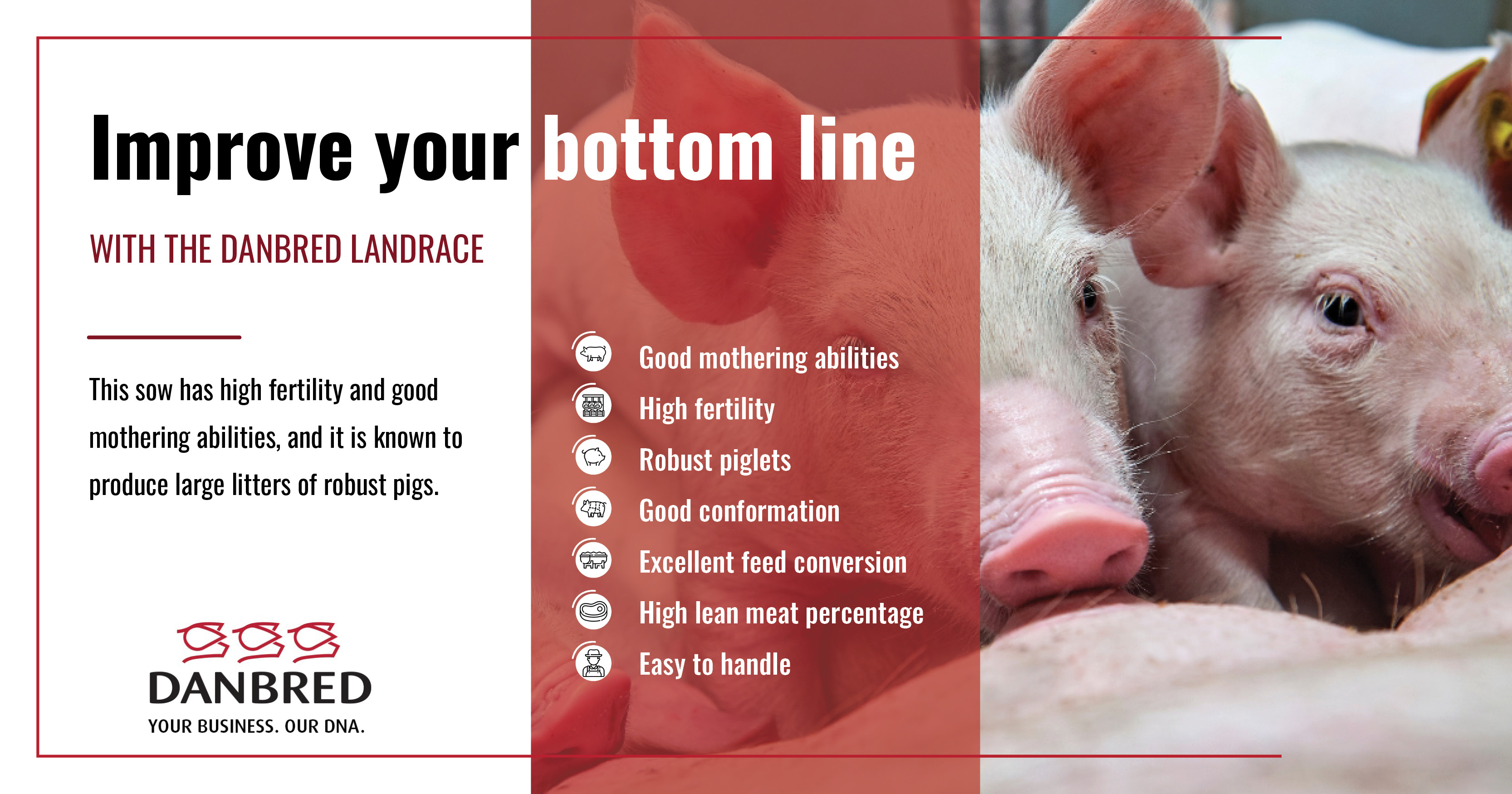 Improve your bottom line with DanBred Landrace | DanBred