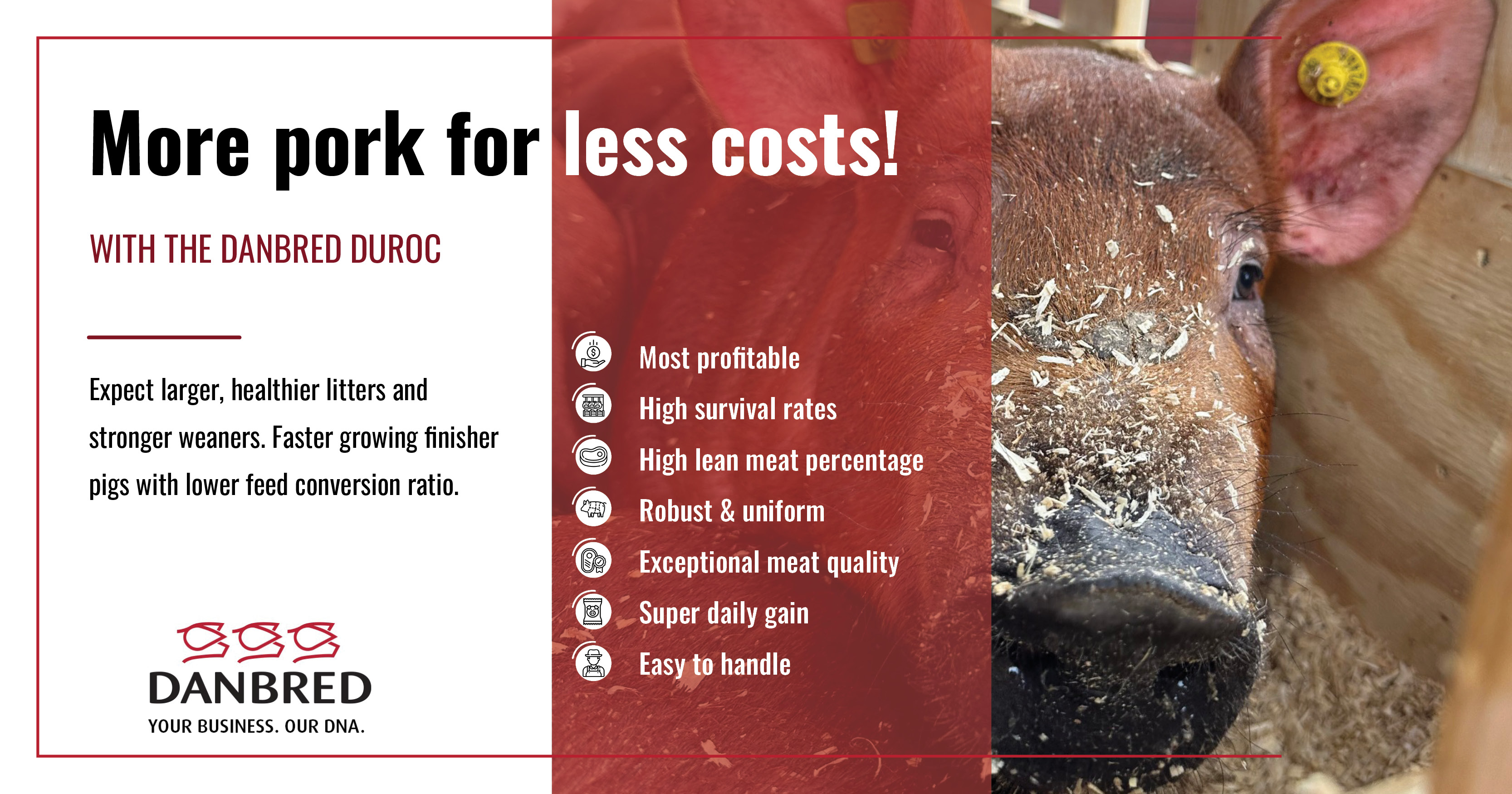 Maximize profit with DanBred Duroc: More Pork, Lower Costs | DanBred