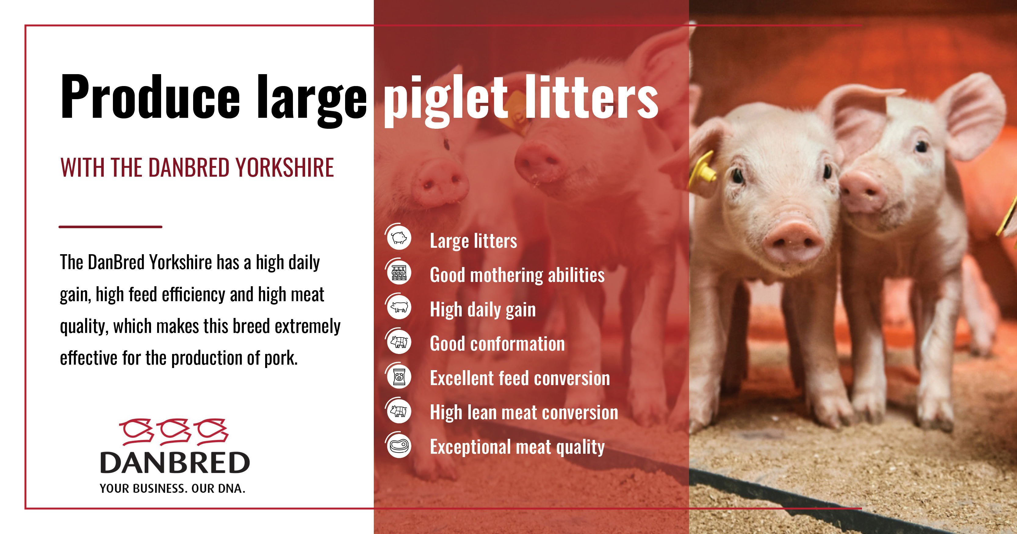 Produce large piglet litters with the DanBred Yorkshire | DanBred