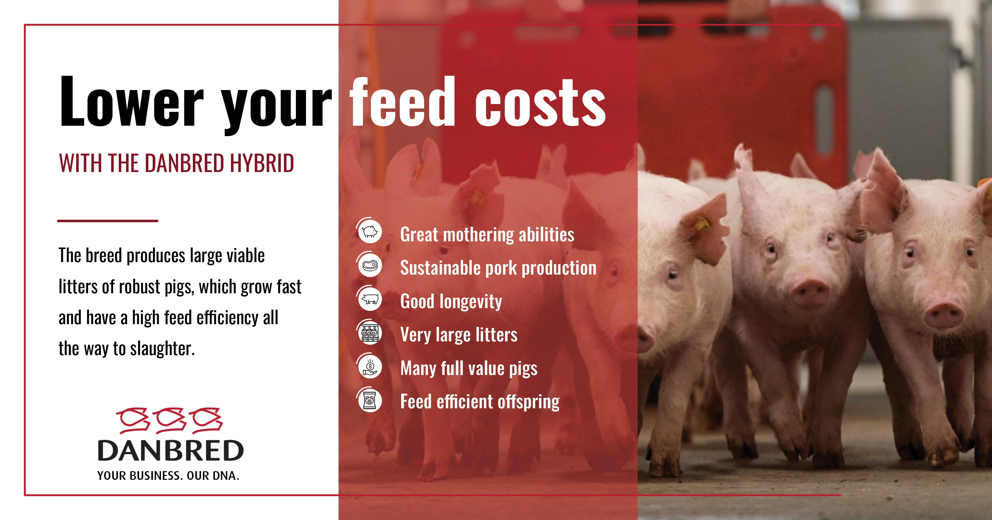 Lower your feed costs with the DanBred Hybrid | DanBred