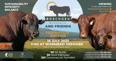 Boschoek Bonsmaras and friends production auction | 18 July 2025 | 11:00 | Warmbad Veemark