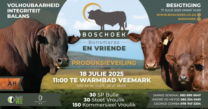 Boschoek Bonsmaras and friends production auction | 18 July 2025 | 11:00 | Warmbad Veemark