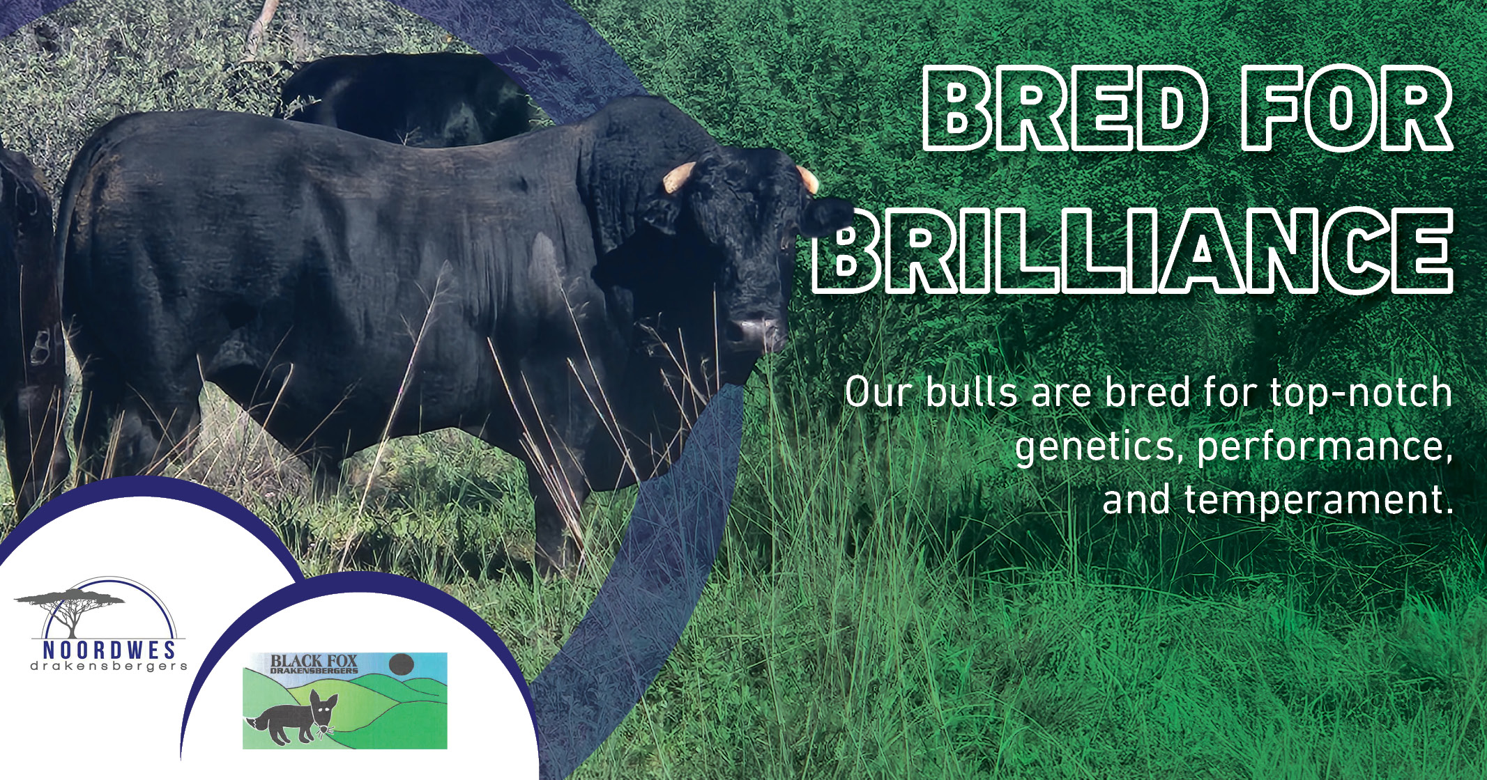 Black Fox bulls are bred for top-notch genetics & performance | Northwest Drakensbergers club