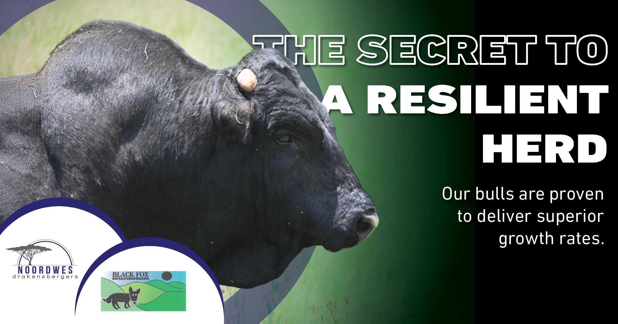 Black Fox bulls are proven to deliver superior growth rates | Northwest Drakensbergers club