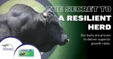 Black Fox bulls are proven to deliver superior growth rates | Northwest Drakensbergers club
