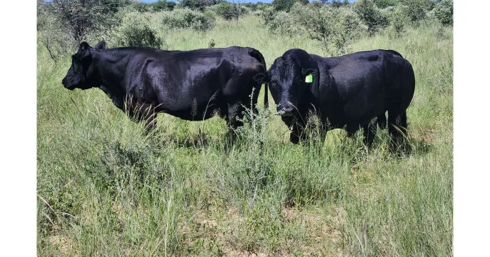 Black Fox bulls are proven to deliver superior growth rates | Northwest Drakensbergers club