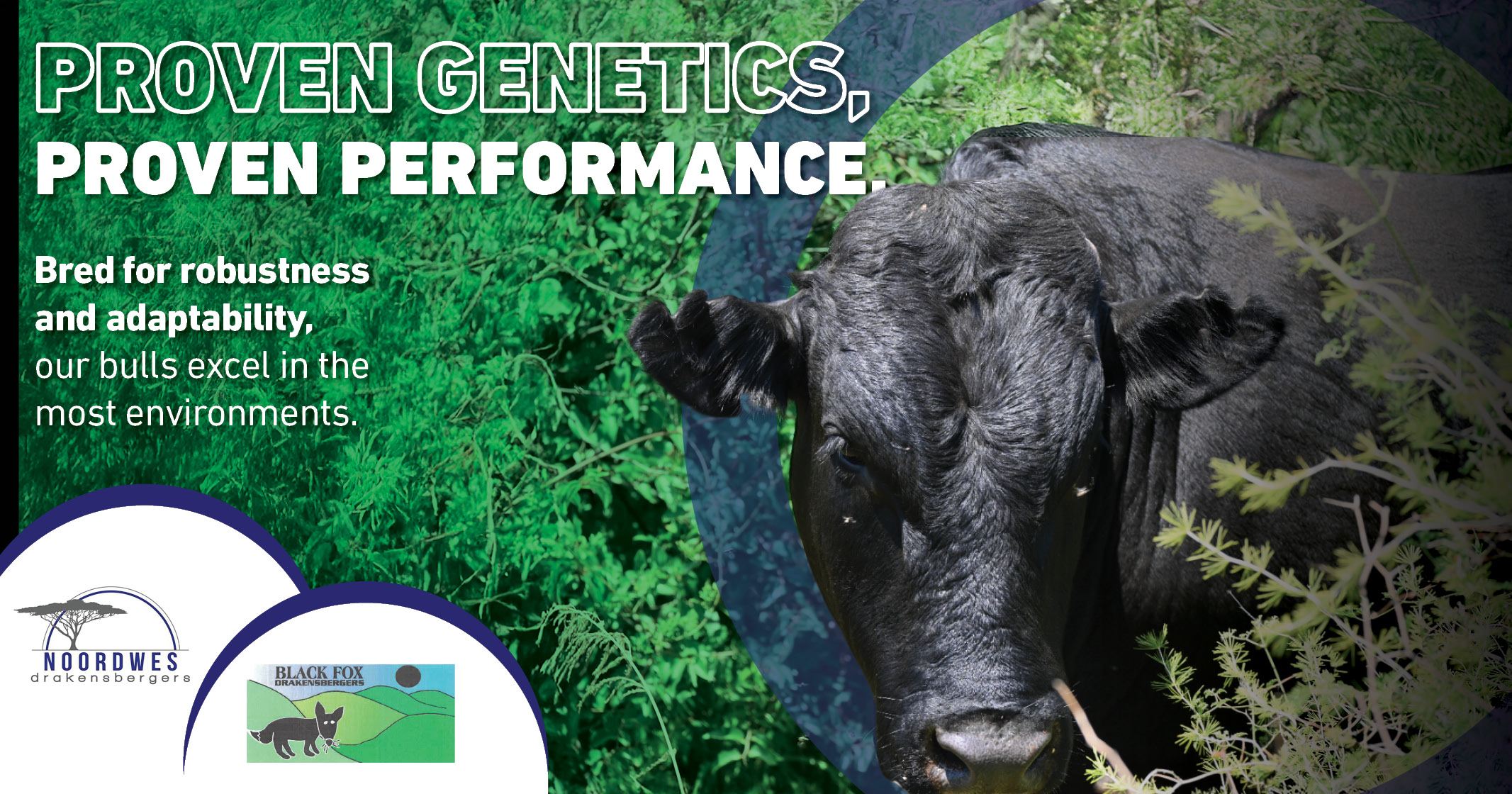 Black Fox bulls are bred for robustness & adaptability | Northwest Drakensbergers club