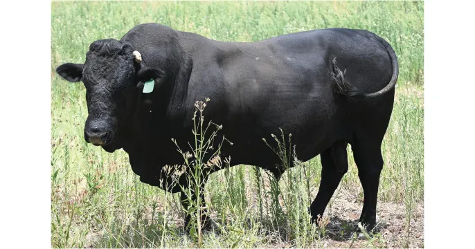 Black Fox bulls are bred for robustness & adaptability | Northwest Drakensbergers club