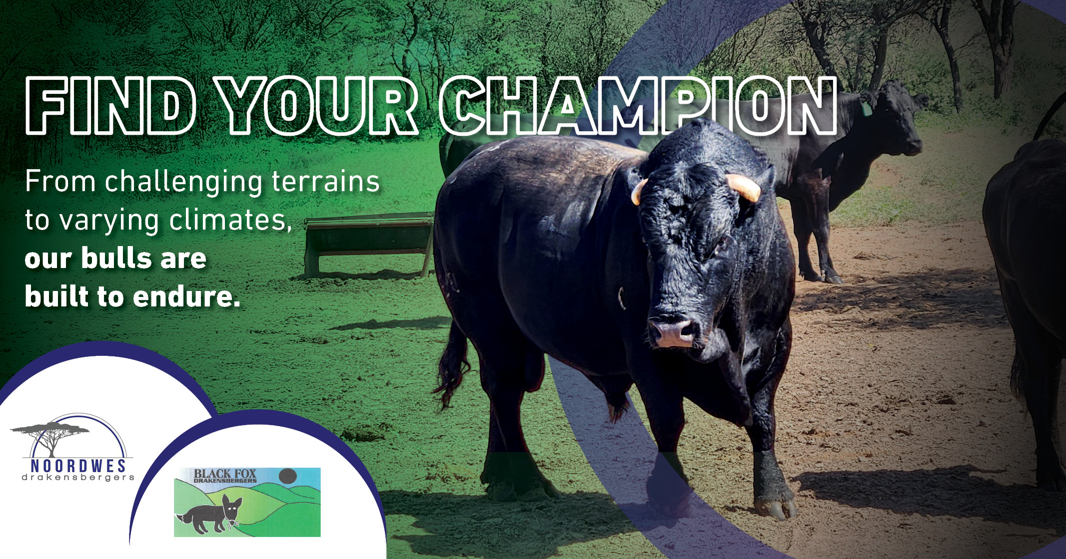 Black Fox bulls are built to endure | Northwest Drakensbergers club