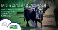 Black Fox bulls are built to endure | Northwest Drakensbergers club