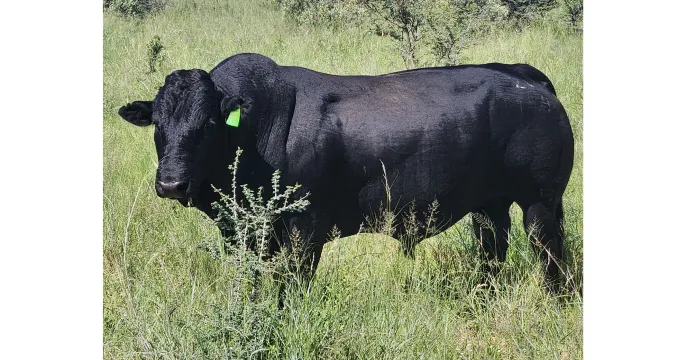 Black Fox bulls are built to endure | Northwest Drakensbergers club