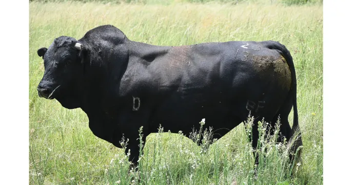 Black Fox bulls are built to endure | Northwest Drakensbergers club