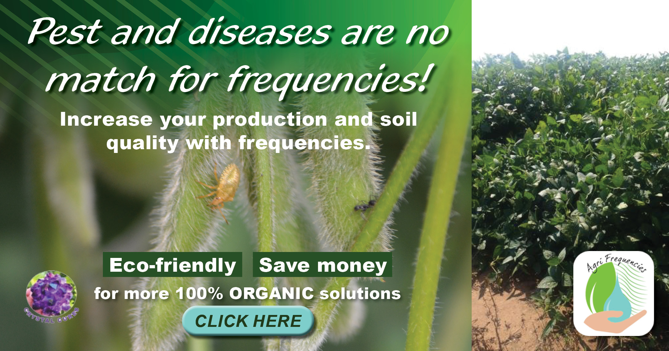 Soya bean production with frequencies | Agri Frequencies