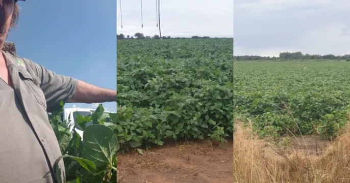 Soya bean production with frequencies | Agri Frequencies