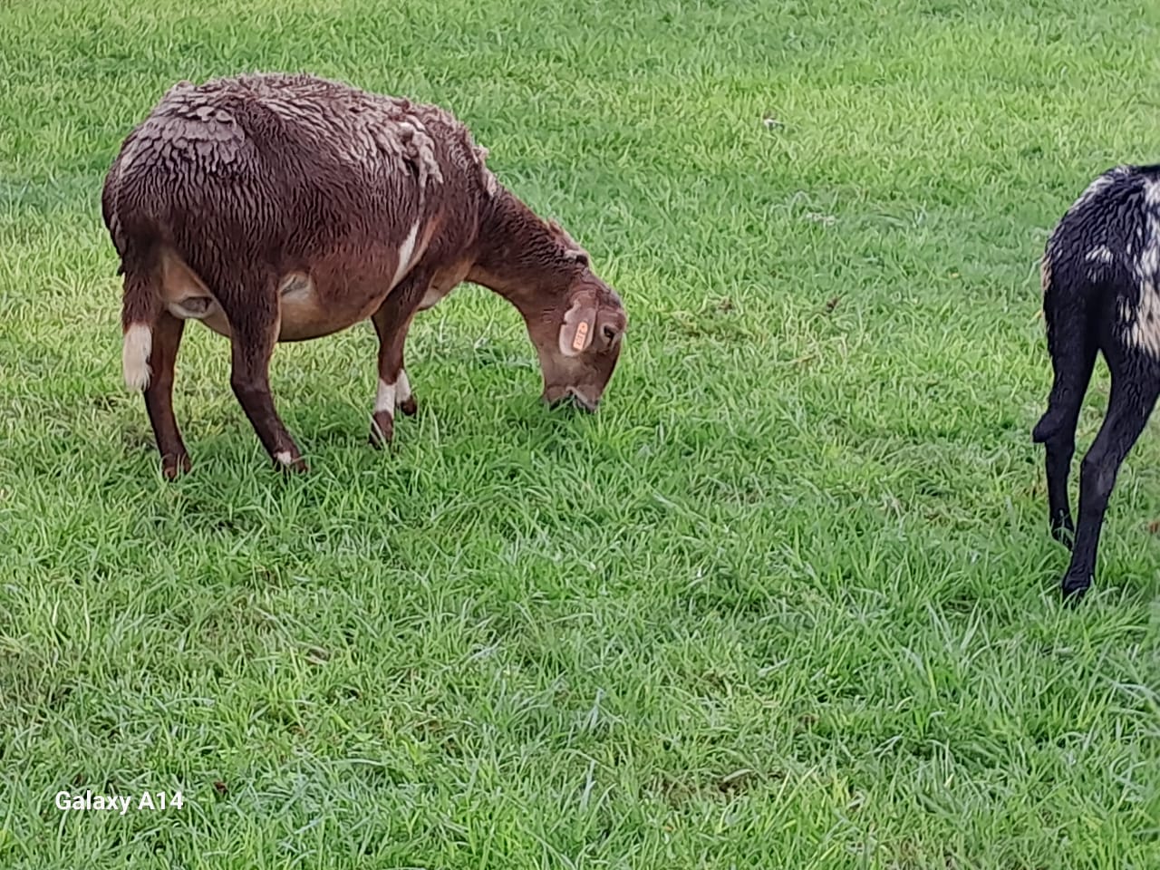 Meatmaster sheep for sale!