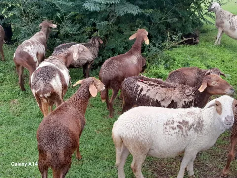 Meatmaster sheep for sale!