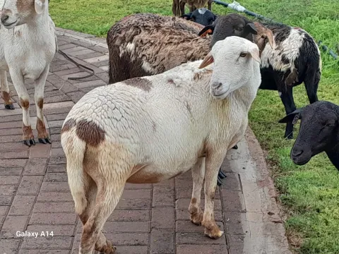 Meatmaster sheep for sale!