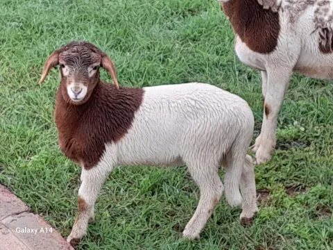 Meatmaster sheep for sale!