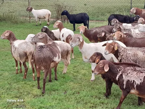 Meatmaster sheep for sale!