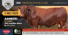 Vlakte Bonsmara 19de Produksieveiling | 2 Mei 2025 | Plaas Doornpan