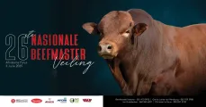 26ste Nasionale Beefmaster Veiling | 3 Julie 2025 | Afridome, Parys