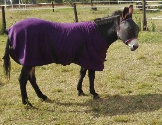 Fly Masks (Donkey) | Horse and Leisure